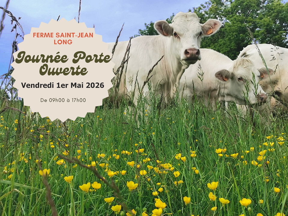 Charolaise au printemps avec journée porte ouverte à la ferme